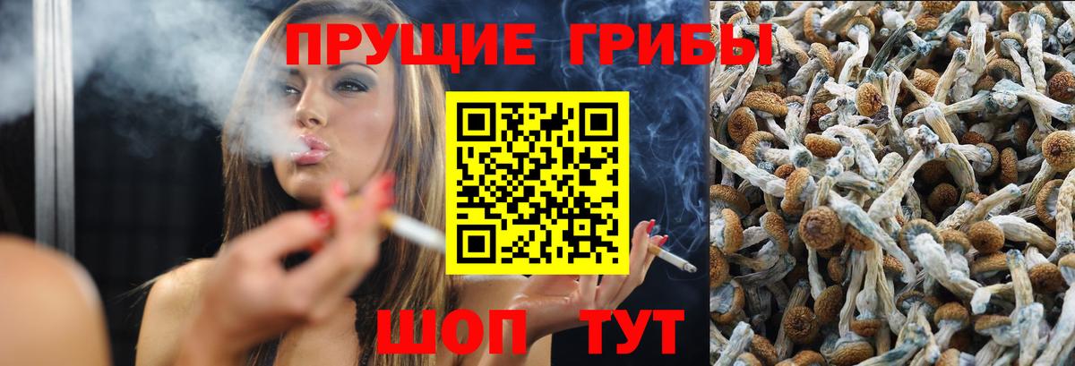 купить   Галлюциногенные грибы Psilocybine cubensis  Вход с VPN  Петрозаводск 